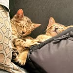 Carol and Casper - @itscarolandcasper - Instagram