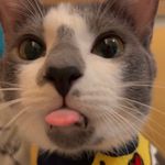 卡肉是隻貓🐈 - @carol.cat__ - Instagram