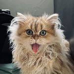 CAROL - @carol_cat_meow - Instagram