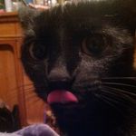 CarolAnne Brown - @carol_cat_lady10301 - Instagram