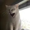 carolcat - @carolcat85 - TikTok