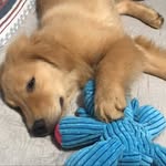 Carol Cataldi - @mr_tyson_pet_gourmet - Instagram