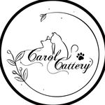 曖貓苑·卡蘿爾貓舍𝑪𝒂𝒓𝒐𝒍 𝒄𝒂𝒕𝒕𝒆𝒓𝒚 - @carol_cattery - Instagram