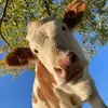 carol - @carolcattle05 - TikTok