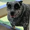Carol the cattle dog - @johnfoster721 - TikTok