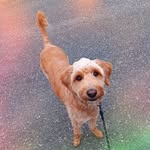 Carol the Cattledoodle - @carol_the_cattledoodle - Instagram