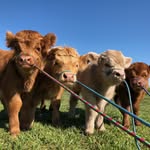 Carolina Mini Cattle - @carolina_mini_cattle - Instagram