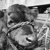 Caroline.cattle - @caroline.cattle - TikTok