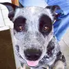 user4444968860566 - @carol_cattle_dog - TikTok