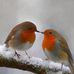 Carol Catton - Facebook
