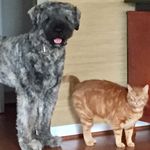 Carol Cavanaugh-Retsch - @carol_cavanaugh_retsch - Instagram
