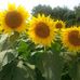 Carol Cervone - Facebook