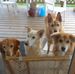 Carol Chamberlain - Facebook