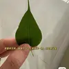 Carol cheah - @carol.cheah - TikTok