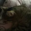 carolchell776 - @carolchell776 - TikTok