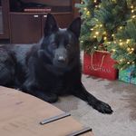 Carol Cheney - @cc_cheney1 - Instagram