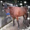 Carol Cheyne - @carolcheyne1 - TikTok