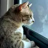 CAROL - @carolching7 - TikTok