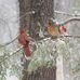 Carol Collier - Facebook