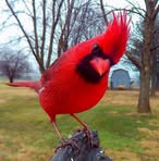 Carol Compton - Facebook