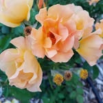 Carol Kramer-Compton - @carolkramercompton - Instagram