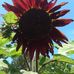 Carol Comstock - Facebook