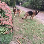Carol Cornell - @carol_cornell - Instagram