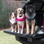 Carol Cornell - @linewife4dc - Instagram