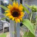 Carol Cornett - Facebook