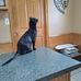 Carol Cornish - Facebook