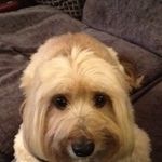 Carol Cornish - @carolcornish123 - Instagram