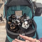 Carol Cornish - @cornish.carol - Instagram