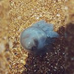 Carol Cornish - @carolcornish634 - Instagram