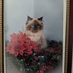 Carol Crichton - @carol.crichton.984 - Instagram