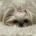 Carol Canfield Cude - Facebook