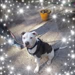 Carol Culver - @catcarolandherdogs - Instagram