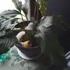 carolculver861 - @carolculver861 - TikTok