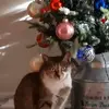 carolynndearing - @carolynndearing - TikTok