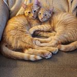 Carol DeSantis - @desantis4454 - Instagram