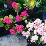 Carol devers - @kreev13 - Instagram
