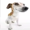 dan - @caroldevolvemeusfilhos - TikTok