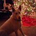 Carol DeWitt - Facebook