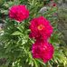 Carol Dillingham - Facebook