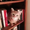 caroldillingham3 - @carol.dillingham8 - TikTok