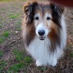 Carol Lane Dobbs - @dobbs_carol - Instagram