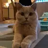 carolinedurkinako - @carolinedurkinako - TikTok