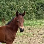 Carol Easter - @carstev_sports_horses - Instagram