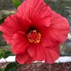 carolbeaster1 - @carolbeaster1 - TikTok