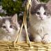 Carol Eckert - Facebook