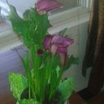 Carol Eckert - @eckert.carol - Instagram